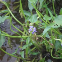 Pontederia vaginalis Burm.f.